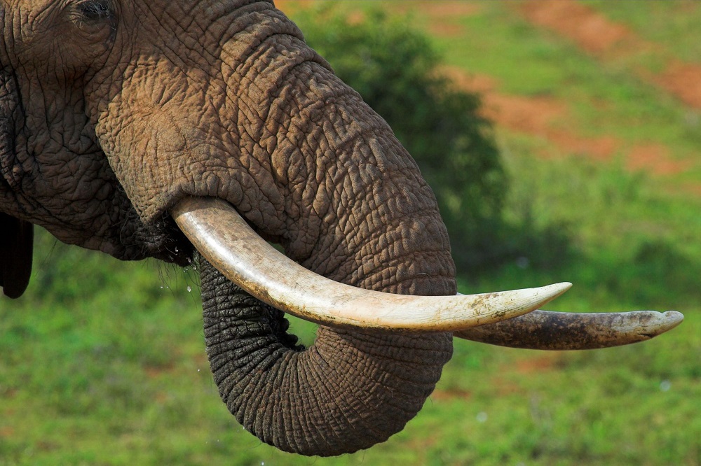 SowetanLIVE's tweet card. A 39-year-old senior official at the Gondwana Private Game Reserve outside Mossel Bay was trampled to death by an elephant while doing his usual rounds on Tuesday.