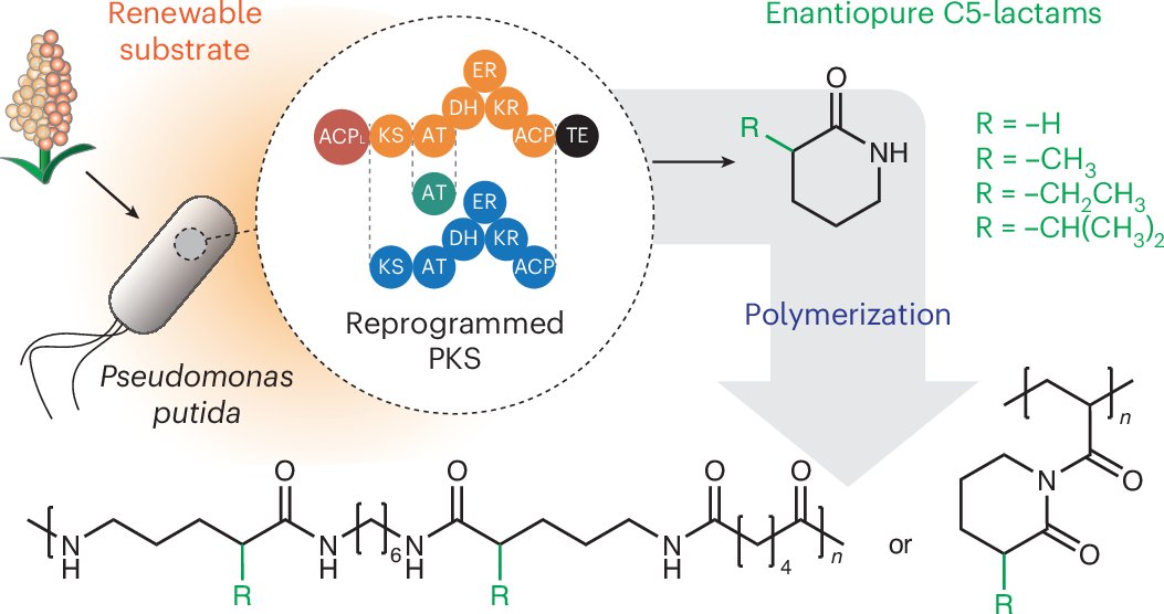 Keasling_Lab's tweet card. Nature Catalysis - Engineered polyketide synthases (PKSs) have great potential as biocatalysts for the synthesis of chemically challenging molecules. Here the authors show a retrobiosynthesis...