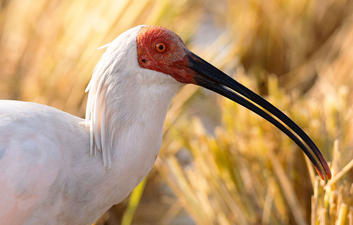 JAPAN_Forward_'s tweet card. The crested ibis revival in Ishikawa sends hope from Japan to the world, as a story of community and recovery, determination, and coexistence with nature.