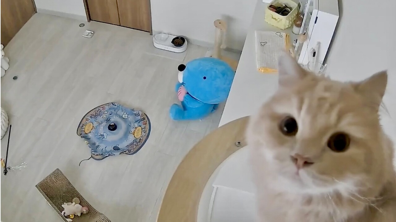 ____tukimineko's tweet card. 外出先から、ペットカメラで愛猫を見守る時には癒しを貰えるもの。つきみくん(ラガマフィン)の飼い主さんは名前を呼ぶたびに爆速でカメラに駆け寄り、反応してくれる愛猫の姿にキュンとしています! 今日も「つきみ〜」って呼んだらも