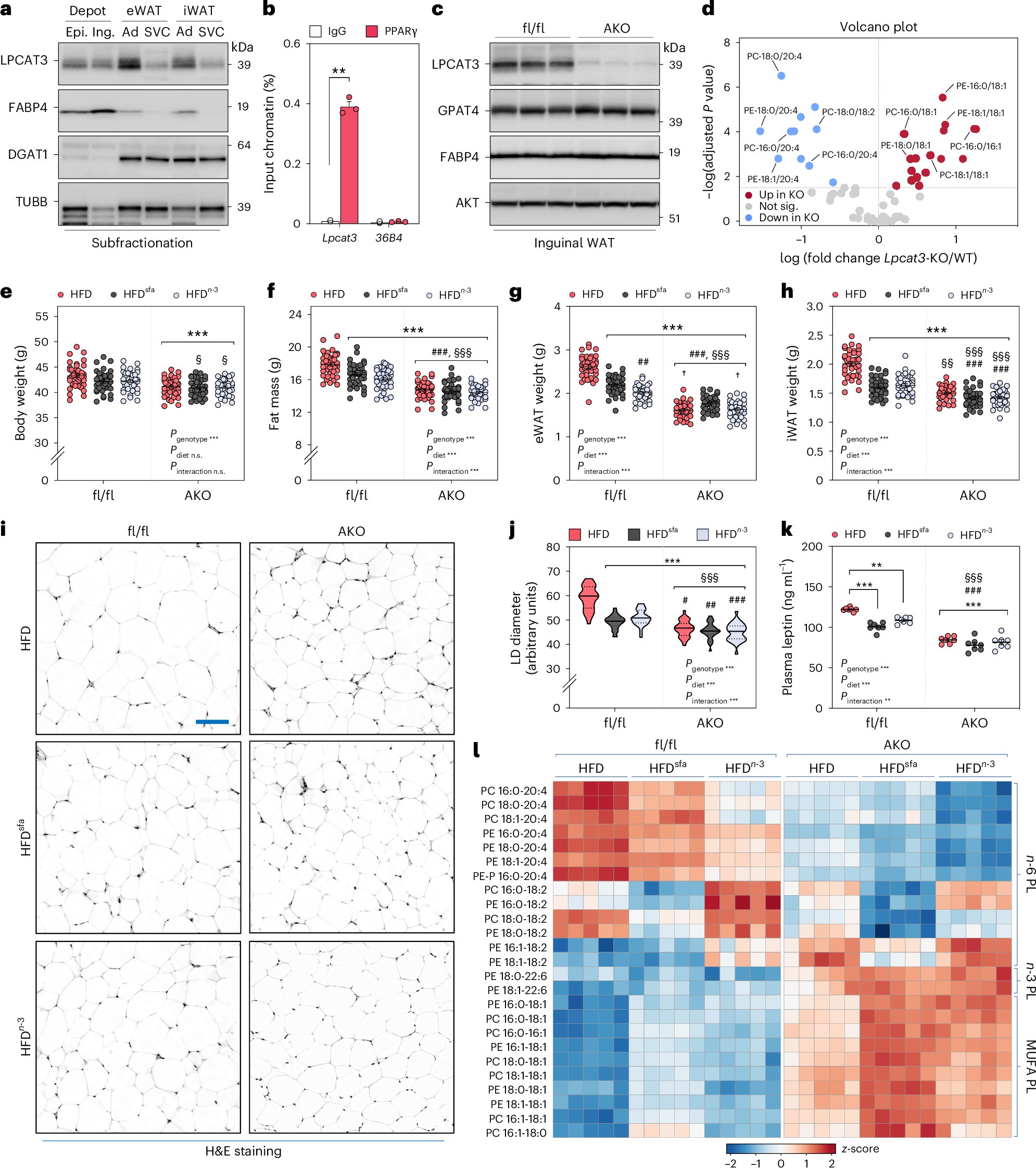 MANunezSanchez's tweet card. Nature Metabolism - Dietary n-6 PUFAs enhance adipose tissue expandability through the PPARγ–LPCAT3 membrane remodelling axis.