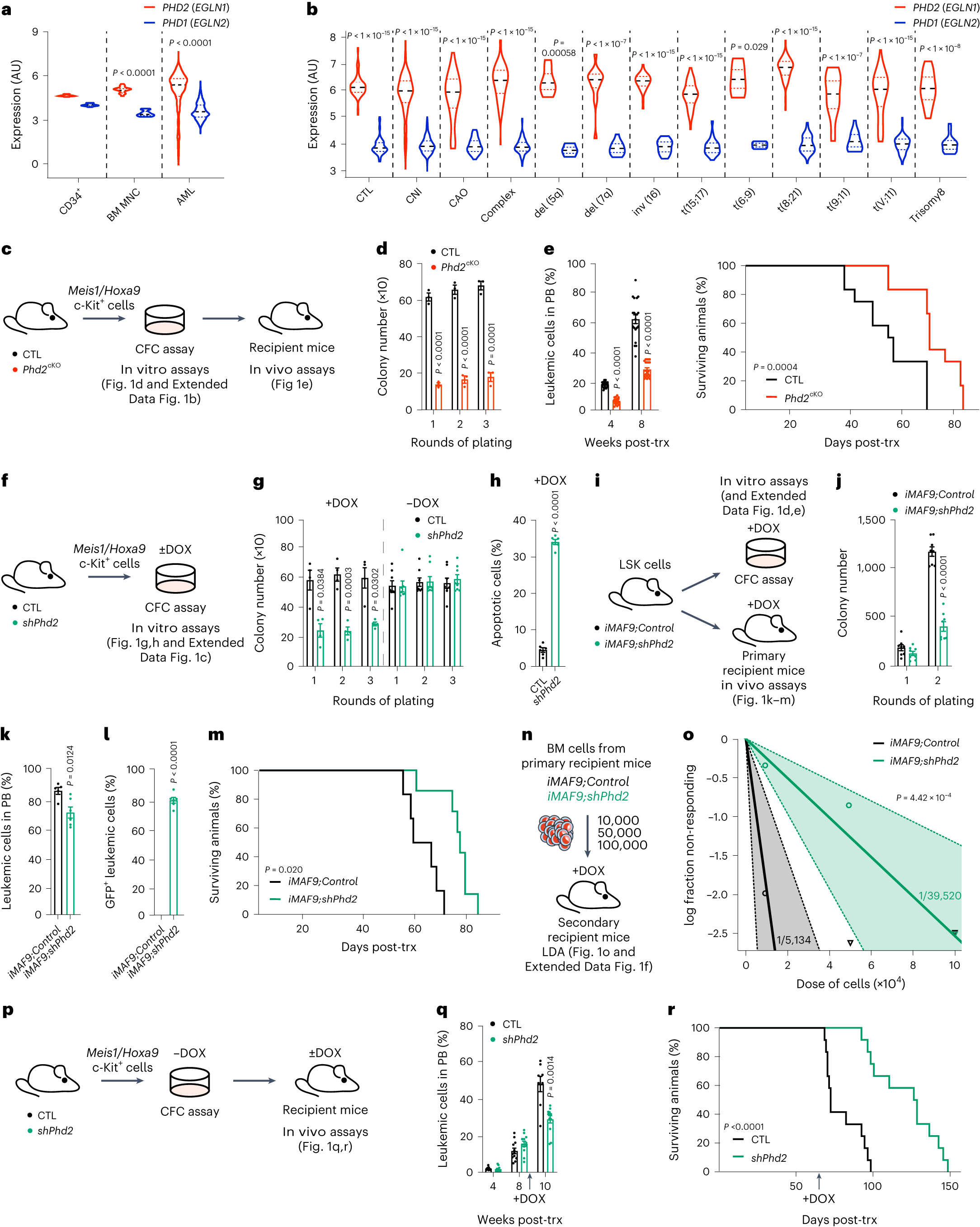 kamilkranc's tweet card. Nature Cancer - Lawson et al. show that genetic inactivation of Phd1 or Phd2 hinders progression of AML and compromises leukemic stem cells. They develop a selective PHD inhibitor IOX5 and show...