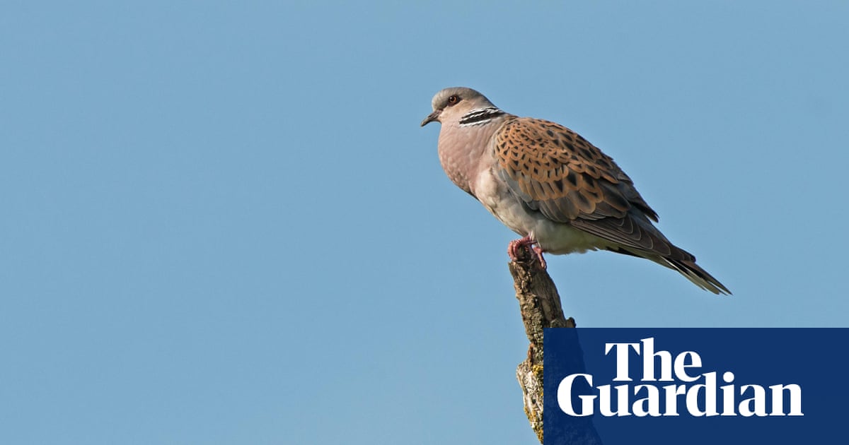 guardianeco's tweet card. All bird species have declined in number, after suffering habitat loss, pesticide use, climate breakdown and bird flu
