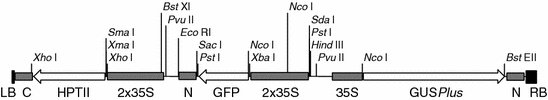 claudiaevickers's tweet card. Biotechnology Letters - A binary vector containing two reporter gene cassettes has been developed. This vector is ideal for optimising new plant transformation systems. Following optimisation, one...