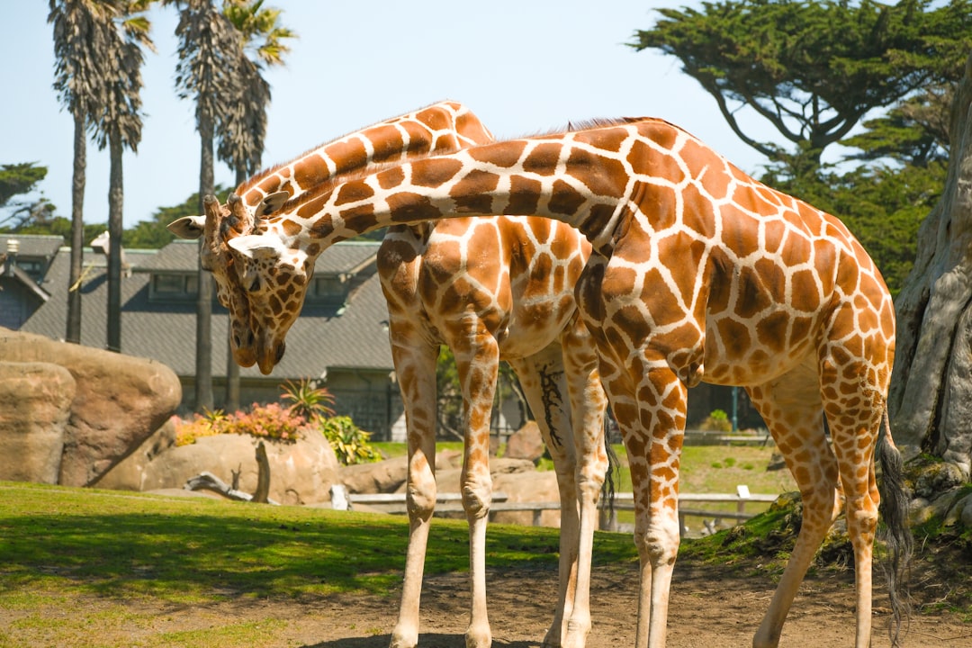 IDAUSA's tweet card. San Francisco's season of nonprofit upheavals continues as the longtime head of the San Francisco Zoo announces her plan to retire next month. The announcement comes a month after a report of...