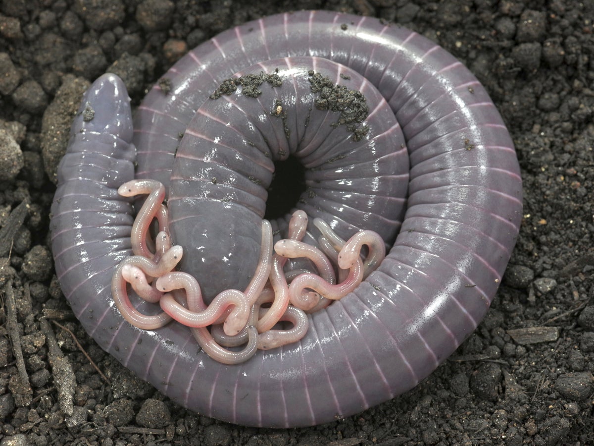 timvernimmen's tweet card. Surprisingly, the young of limbless amphibians called ringed caecilians stimulate their mother by touch and sound to release a milklike substance