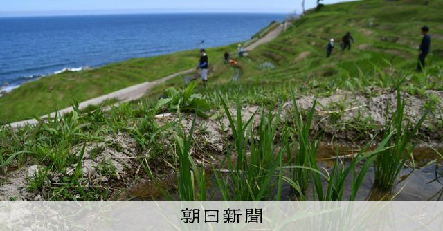 noto_senmaida's tweet card. 　その日も、とてつもなく暑かった。　昨年7月、石川県輪島市で山から海にかけて1004枚の棚田が連なる「白米（しろよね）千枚田」で男性が1人、スコップであぜを直していた。近づこうと棚田を歩いて下りていく…