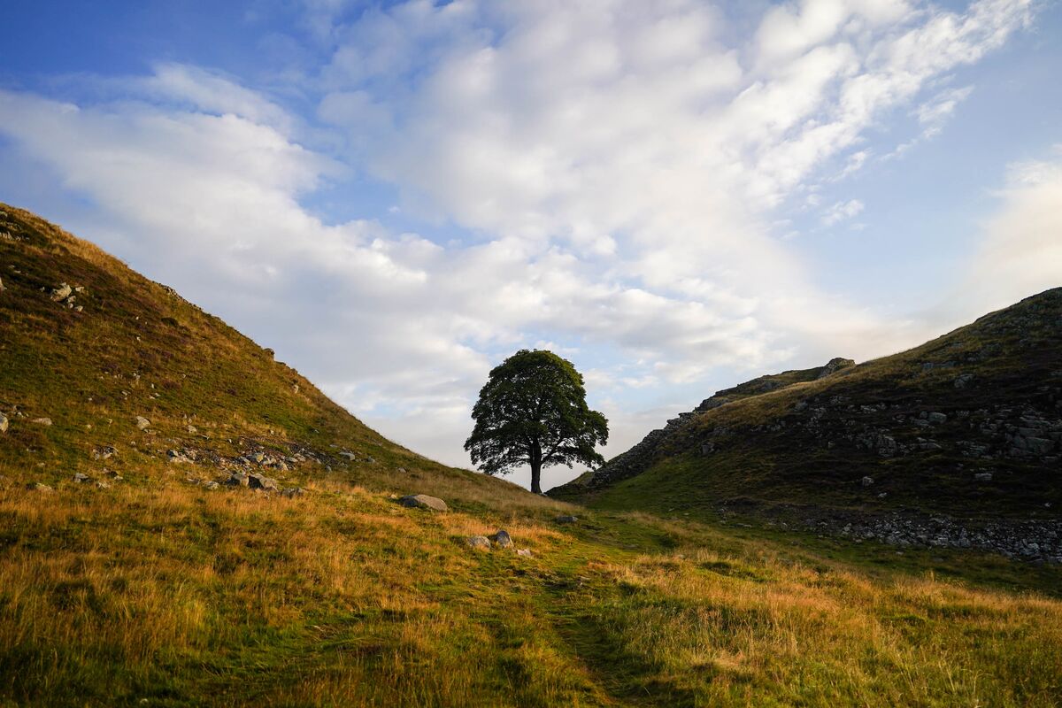 MishalHusain's tweet card. The lengthy sentences given to two men who felled an iconic tree in England mean little if we don’t stop broader harm to the natural world.