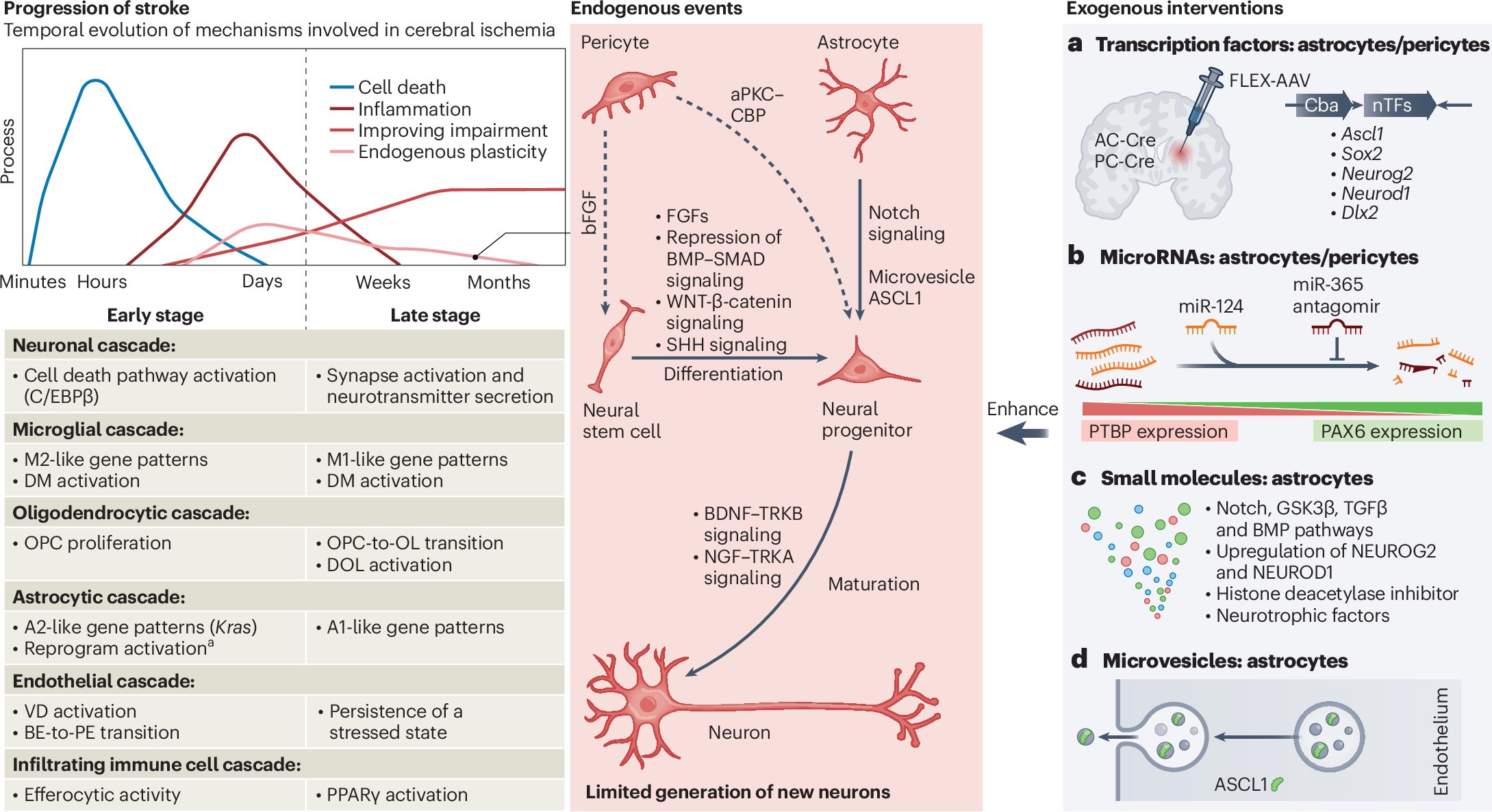 NatureNeuro's tweet card. Nature Neuroscience - This review explores how stroke induces changes in gene expression, cell behavior and brain networks, offering insights into recovery. It highlights strategies to enhance...