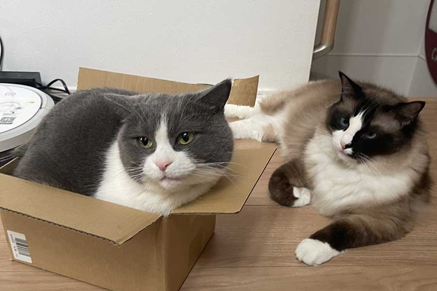 Nyanko_Pot's tweet card. 普段は見慣れない風景に出合ったとき、見入ってしまうのは人間だけではありません。X（ツイッター）では、夕立のあとに現れた美しい虹をじっと見つめる、2匹のねこをとらえた写真が4.1万件もの“いいね”を集め、話題になっています。並んで外を眺め、初めて見る不思議な現象に興味津々なようです。飼い主のコテツとまる（@mofu_kote）さんに、詳しいお話を伺いました。