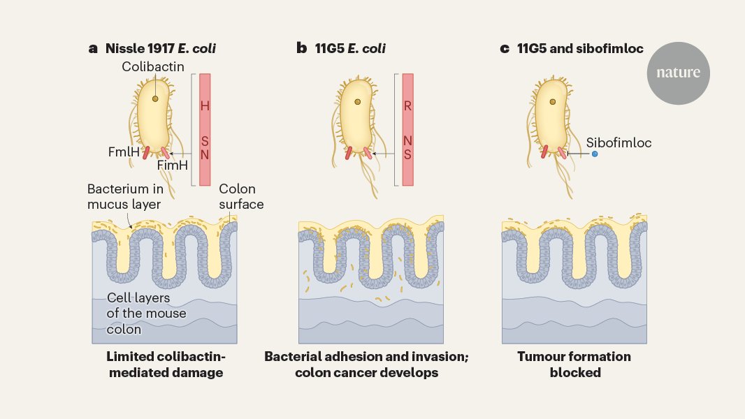 LarsVereecke's tweet card. Nature - Adhesion proteins identified that enable bacteria to bind to host cells.