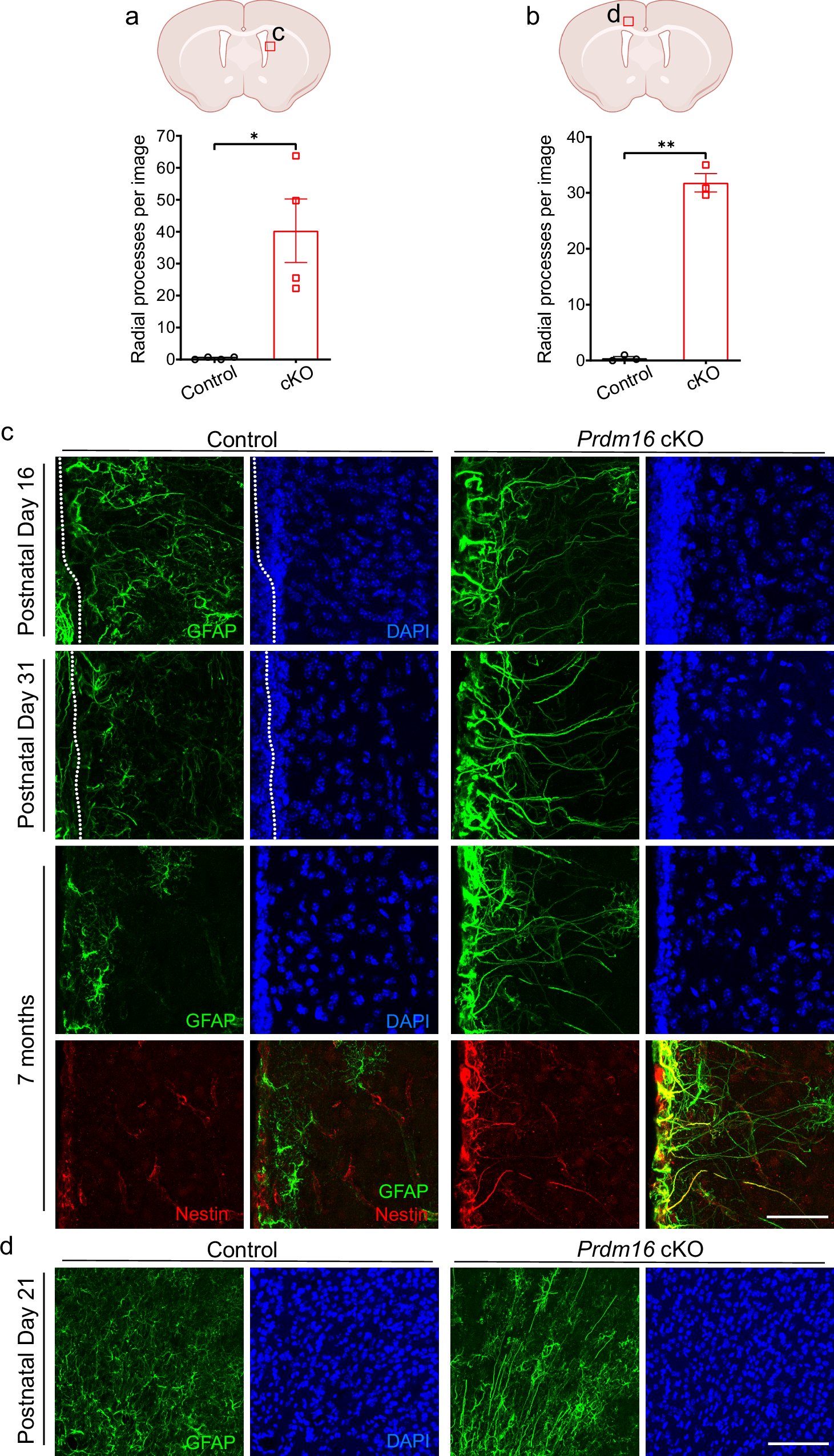 rust_ruslan's tweet card. Nature Communications - The molecular mechanisms that regulate postnatal termination of neurogenesis remain poorly described. Here authors report Prdm16 deletion leads to the retention of radial...