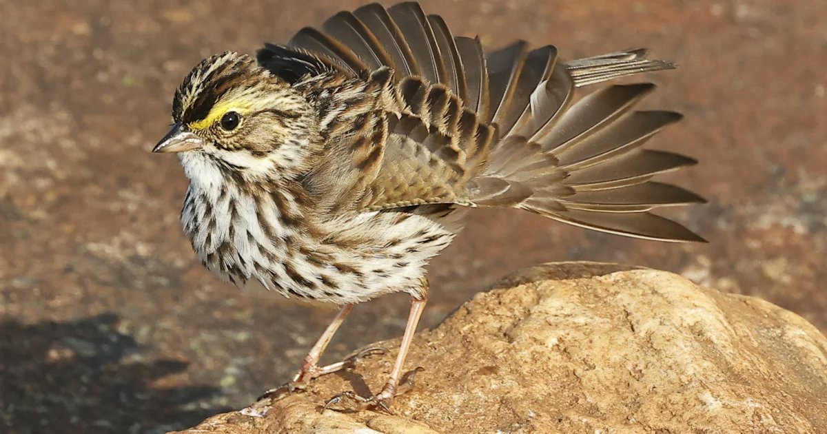 BirdGuides's tweet card. David Cooper produced one of the birds of the year while out and about on his Unst stomping ground in mid-May.
