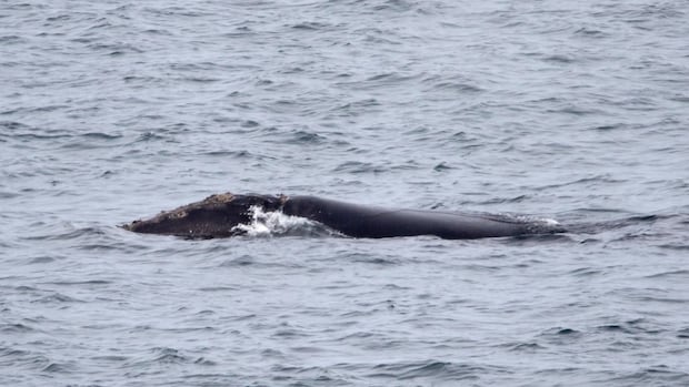CBCNews's tweet card. There are less than 370 North Atlantic right whales left in the world — and a local man spotted one off the southern Avalon Peninsula earlier this month.