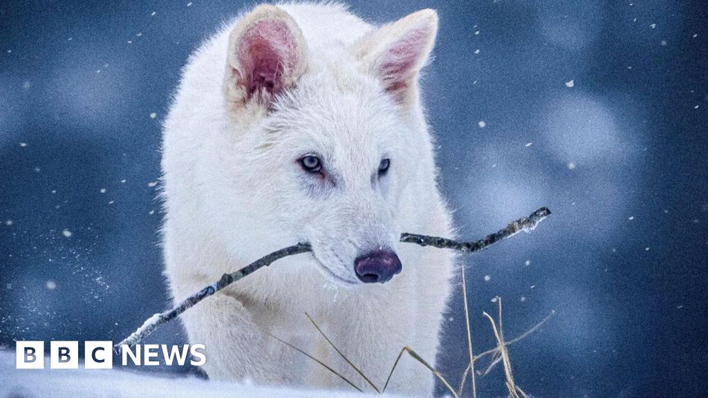 UCCGenetics1's tweet card. Independent experts say three white wolf puppies are not dire wolves, as claimed by US company Colossal