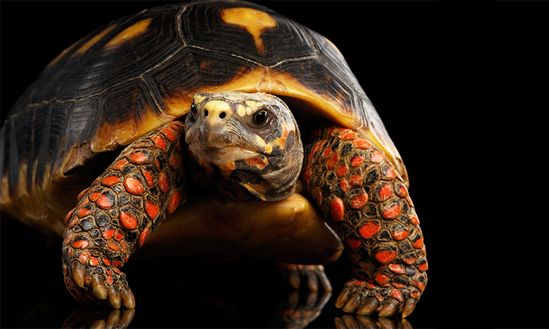 bethpratt's tweet card. Tortoises were found to have feelings, pointing to other overlooked animal minds