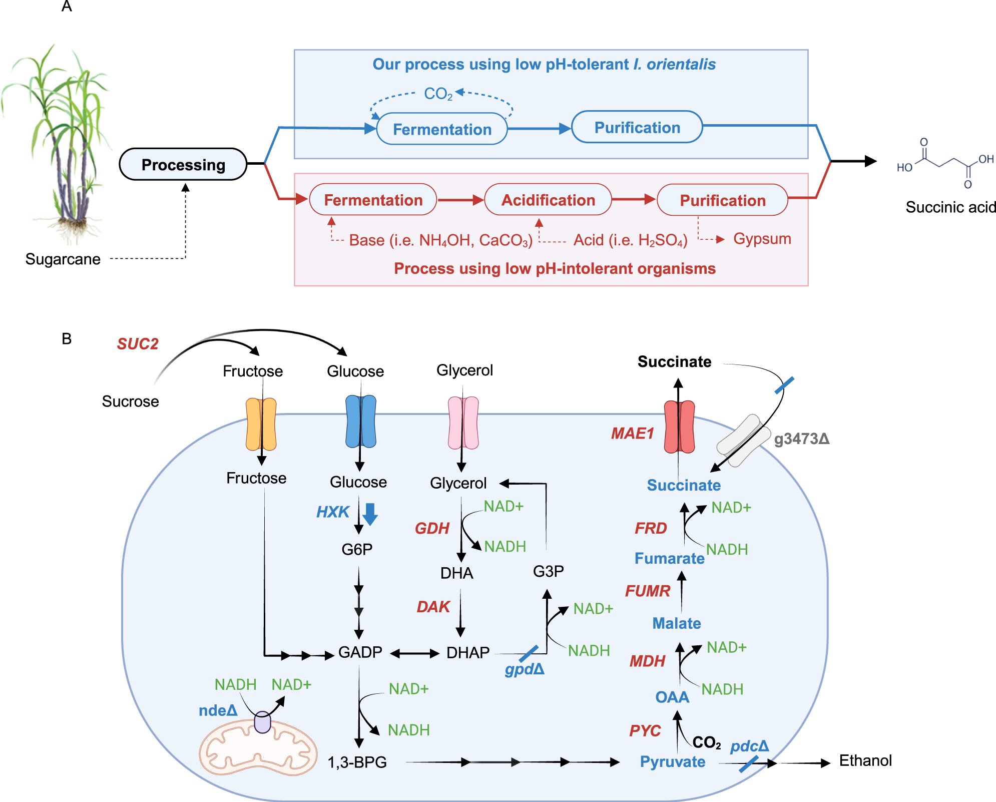 HuiminZhaoLab's tweet card. Nature Communications - Microbial production of succinic acid at an industrially relevant scale has been hindered by high downstream processing costs arising from neutral pH fermentation. Here, the...