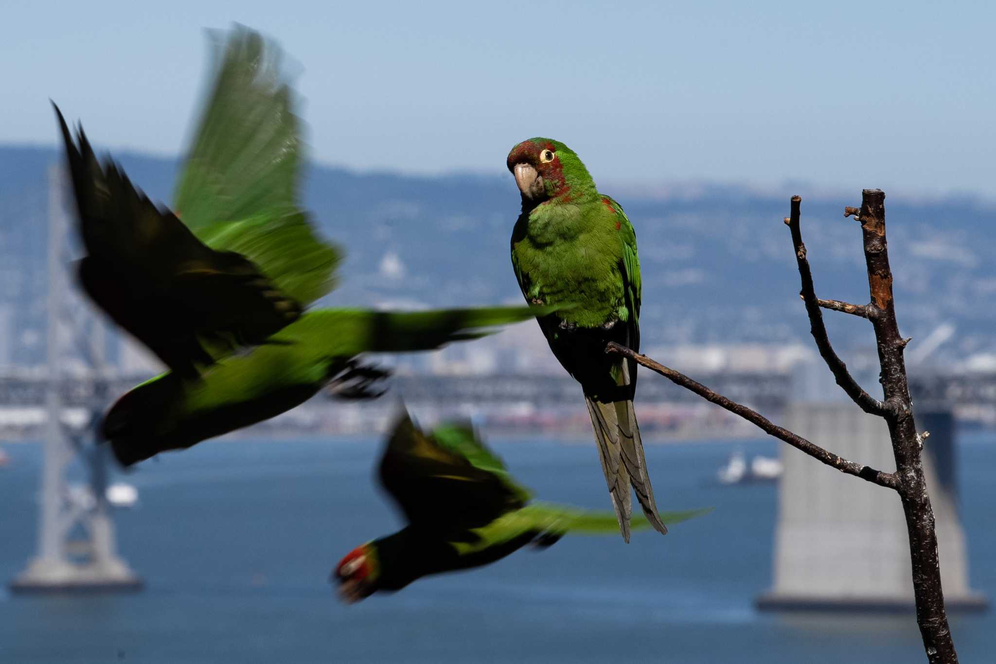 demianbulwa's tweet card. Tensions are boiling over in a tight-knit community of volunteers who care for San Francisco’s wild parrots.