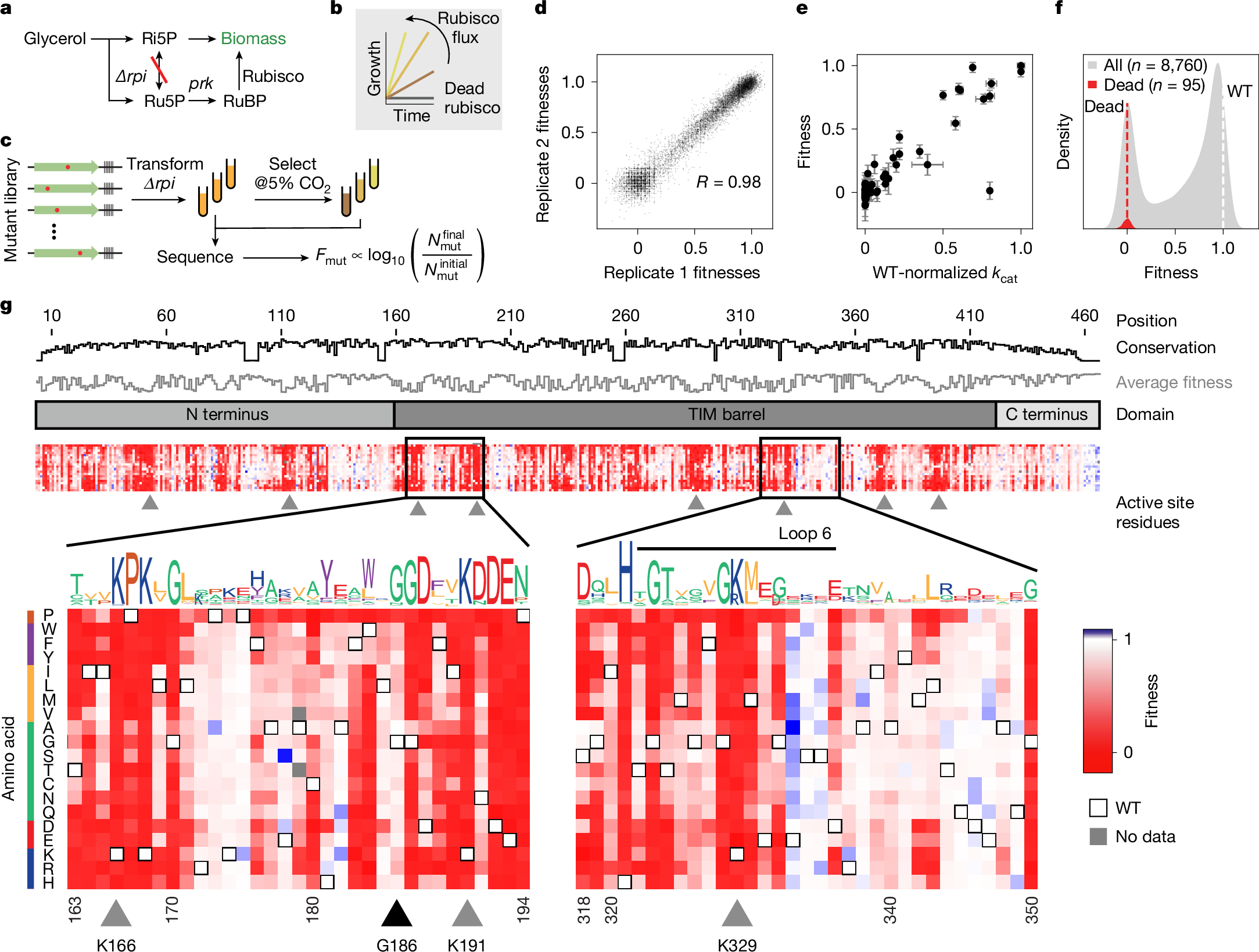 flamholz's tweet card. Nature - A massively parallel assay developed to map the essential photosynthetic enzyme rubisco showed that non-trivial biochemical changes and improvements in CO2 affinity are possible,...