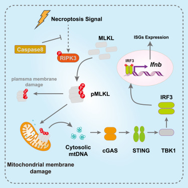 Lo_Zanzi's tweet card. Necroptosis drives inflammation through membrane rupture-mediated DAMPs release. Independently of membrane damage, Ding et al. revealed phosphorylated MLKL permeabilizes mitochondrial membranes and...