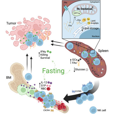 LabWilhelm's tweet card. Dietary restriction is associated with improved elimination of cancer cells, and fasting regimens are being tested in clinical settings in combination with cancer therapies. Using a cyclic fasting...