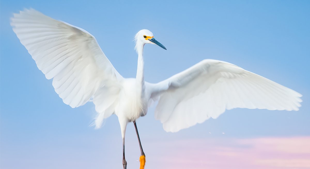 LISierraClub's tweet card. Urge Congress to support new legislation that would reinforce and strengthen America's most important bird law--the Migratory Bird Treaty Act.