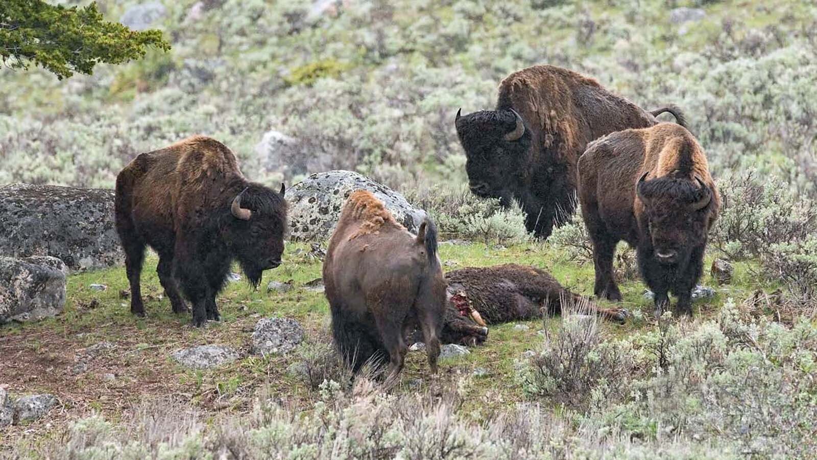 daily_cowboy's tweet card. Anecdotal evidence suggests bison might have specific behaviors associated with death and mourning. In one case in northern Yellowstone, bison maintained…