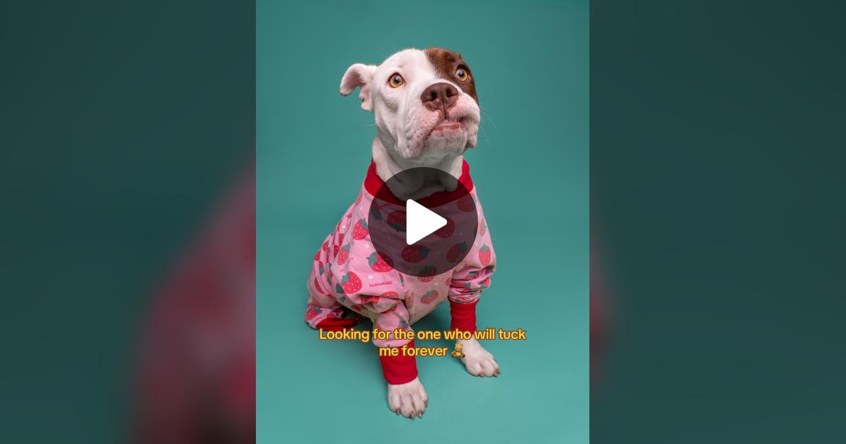 megforflorida's tweet card. 2576 likes, 497 comments. “Meet Chamomile Tea 🍵 aka Cami — a 1-year-old pocket pittie who’s all love, wiggles, and soulful eyes 💛 Rescued with her pups, now it’s HER turn to be someone’s baby....