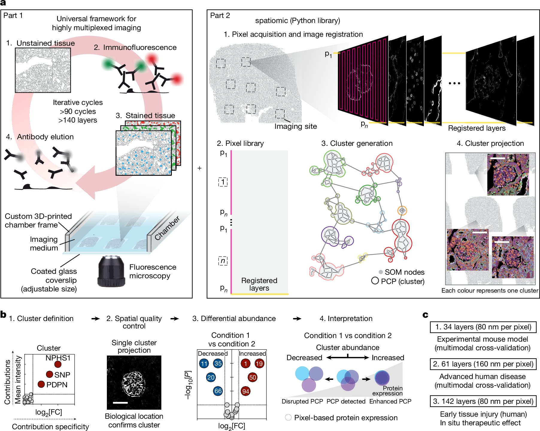 lab_cali's tweet card. Nature - Pathology-oriented multiplexing (PathoPlex) represents a framework for widespread access to multiplexed imaging and computational image analysis of clinical specimens at a relatively high...