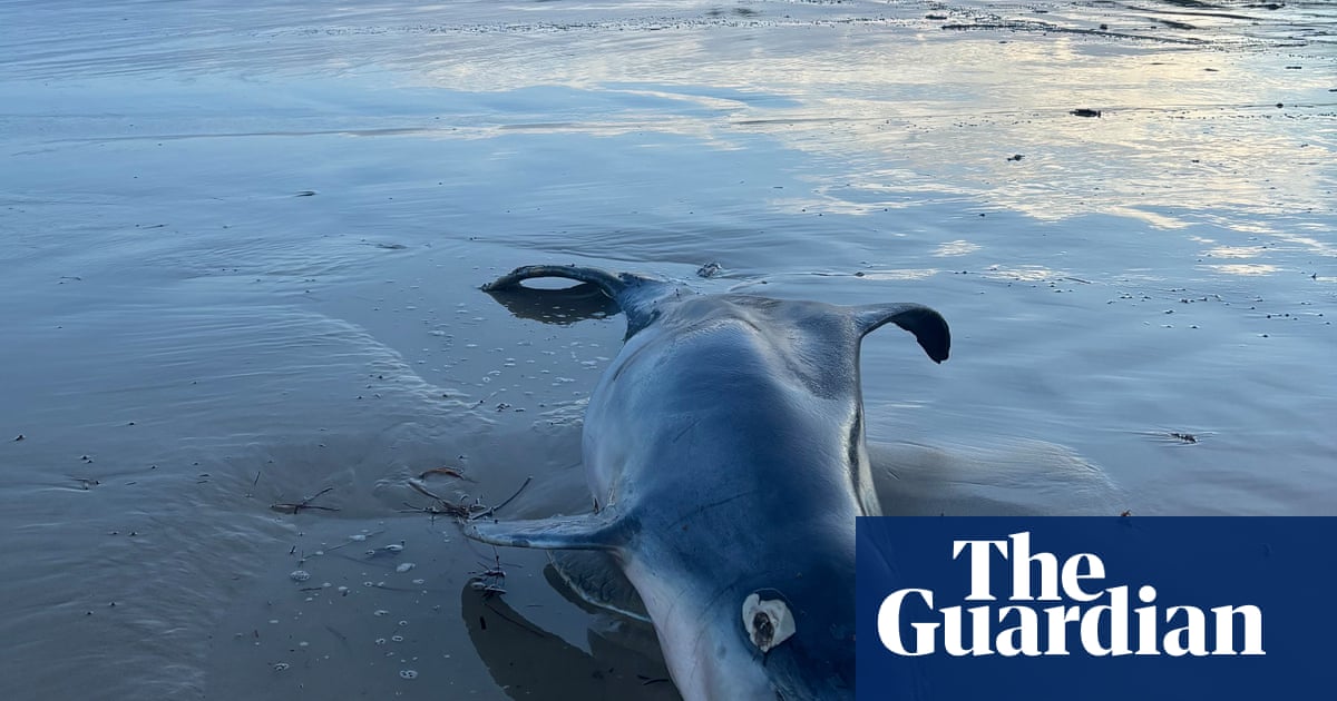 BarbaraPocock's tweet card. Beaches are littered with fish carcasses and scientists warn they are only ‘the tip of the iceberg’ as underwater habitats deteriorate