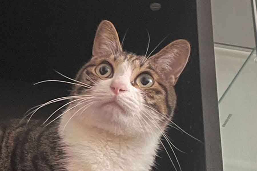 Nyanko_Pot's tweet card. ねこには、狭い場所を好む習性があるといわれています。ダンボール箱や引き出しの中など、思わぬ場所で丸くなってくつろいでいる姿を見かけることもあるでしょう。X（ツイッター）では、家の中のある場所でぐっすり眠るねこが話題に。気持ち良さそうな寝姿に、多くの人が癒やされています。飼い主さんに詳しいお話を伺いました。