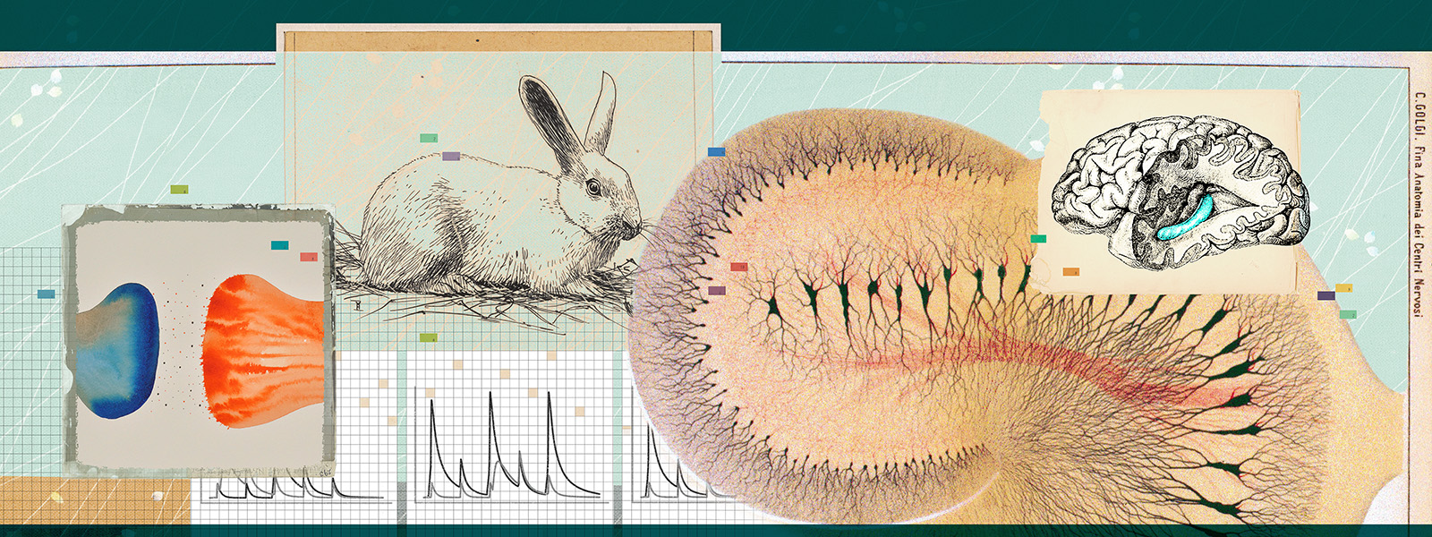 timvernimmen's tweet card. It began with a rabbit: Unraveling the mystery of memory