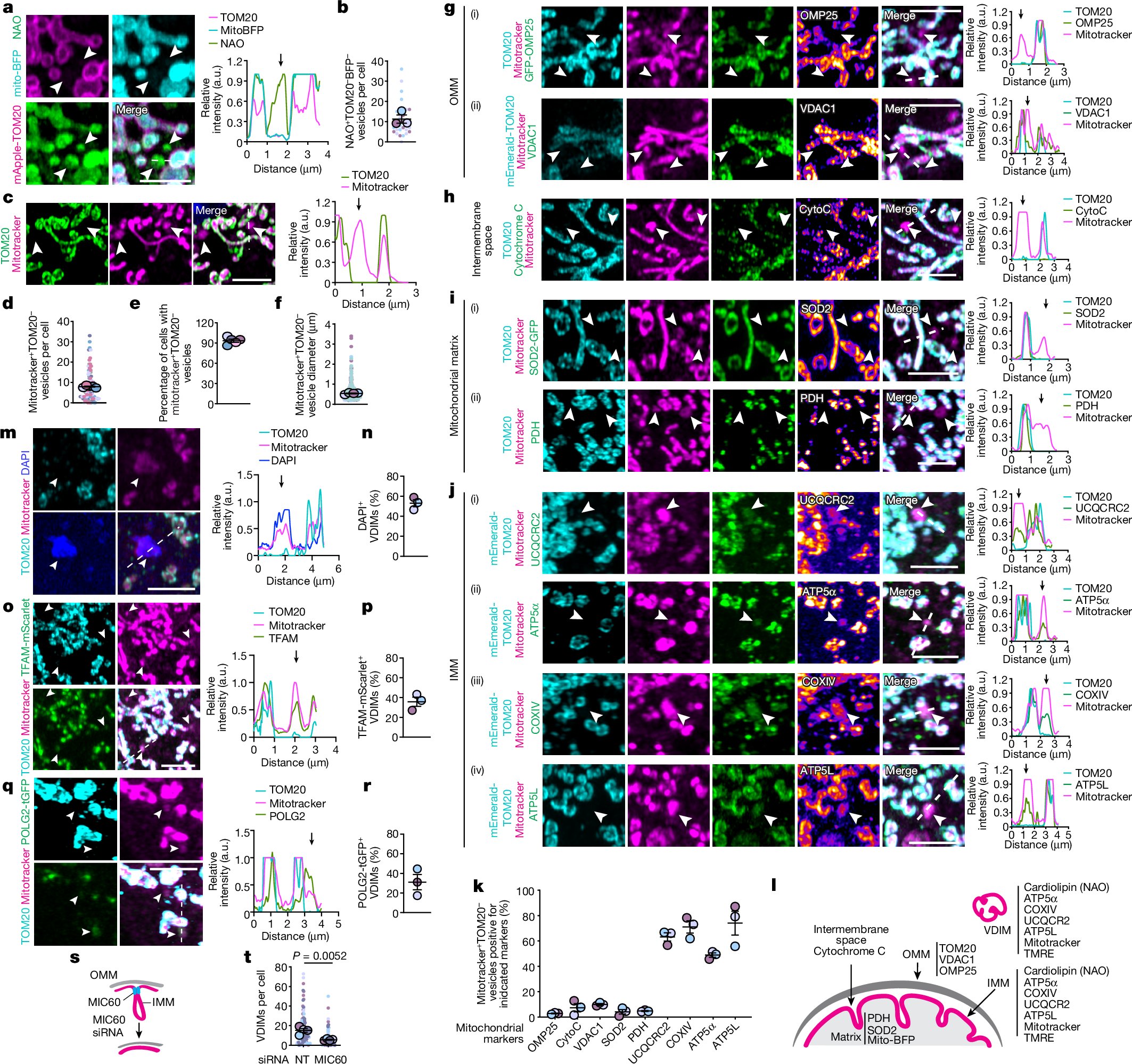 Jane_Dudley_Lab's tweet card. Nature - We show that cytosolic inner mitochondrial membrane vesicles, devoid of outer mitochondrial membrane or mitochondrial matrix, are formed during resting state and directly herniate into...
