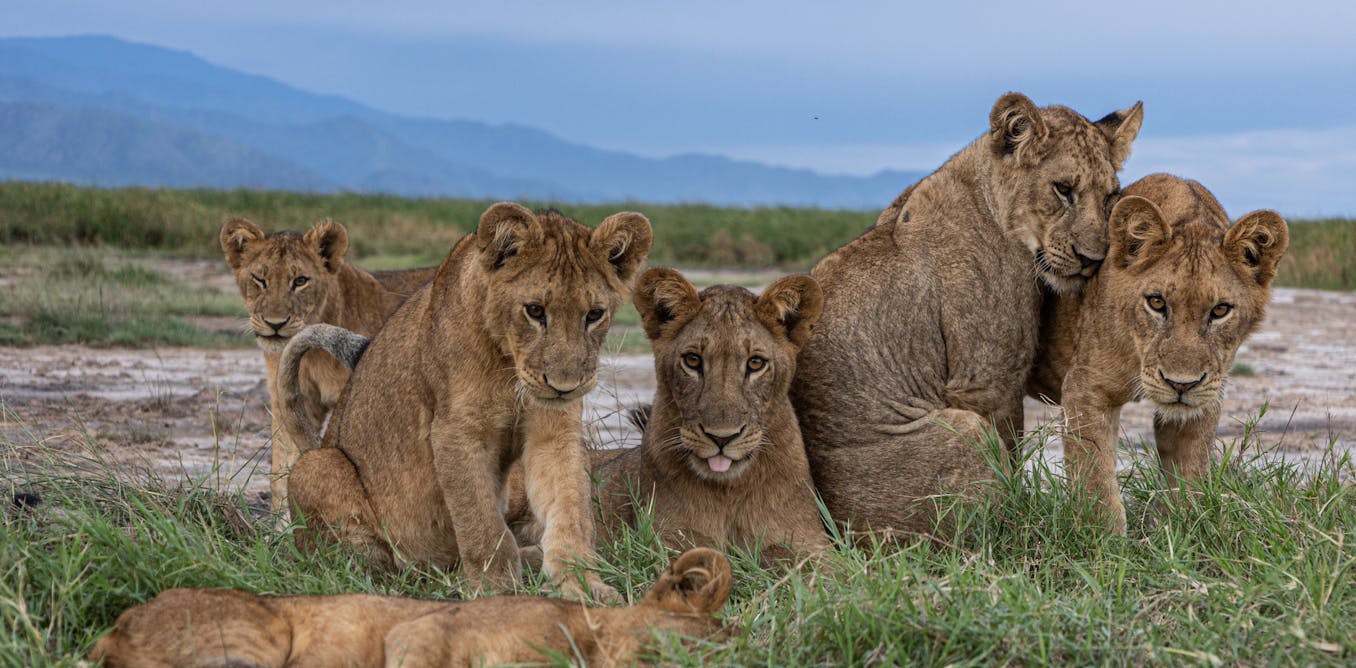 ArjunGswamy's tweet card. A monitoring approach led by wildlife rangers could make for better counting of lions in many parts of their African range.