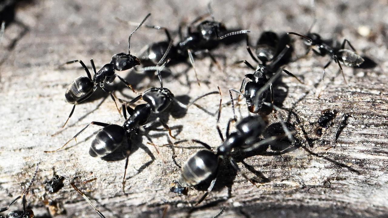 TuMirNix's tweet card. Eine invasive Ameisenart aus dem Mittelmeerraum wird in Deutschland zum Problem. Sie dringt in Häuser ein, legt das Internet lahm und sorgt für Stromausfälle. Ein Forschungsprojekt soll Abhilfe...