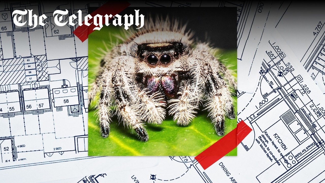TimothyJonas's tweet card. Development abandoned after Natural England issues part of Kent location with environmental order to protect rare arachnids