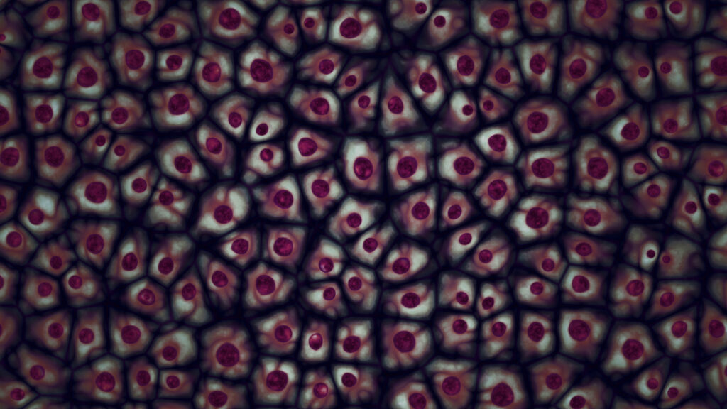 HelenBranswell's tweet card. The California Institute for Regenerative Medicine and its partners are selling thousands of stem cell samples before many of them are discarded.