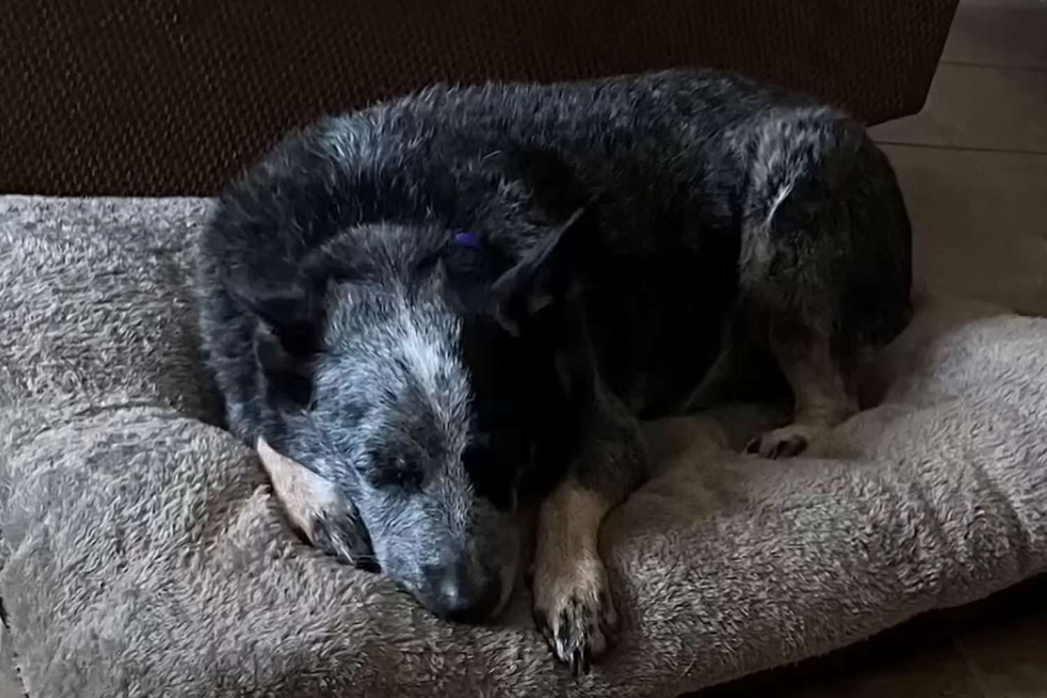nxtbesthing's tweet card. A family's dog survived the devastating Texas floods against all odds by climbing inside a washing machine. Hunt resident Cody Vlasek said his family's home was flooded with waist-high water in a...