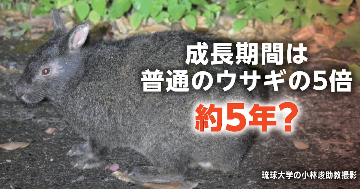 t_alsome_02's tweet card. 大陸から離れた島に生息する動物の多くは「島嶼（とうしょ）化」という独自の進化を遂げる。科学研究からは成長期間や寿命が数倍に延び、子供を産む数が減る事実が見えてきた。餌や外敵が少ない島の環境に適応した結果だ。だが、人類が島にやってくると、進化があだになり絶滅するリスクが十数倍に高まることも分かった。島にすむ動物の生態を知り、保全策を練る必要がある。通常の約5倍の時間をかけて成長し、寿命は4倍にお