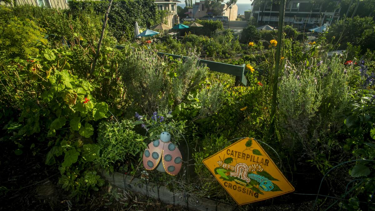 ChefGruel's tweet card. The Huntington Beach City Council on Tuesday night unanimously asked staff to look at developing a piece of land in the northern part of the city into a community garden.