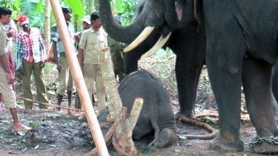 sohailien's tweet card. Petition to End the Cruel Treatment of Elephants in India - by Save The Asian Elephants