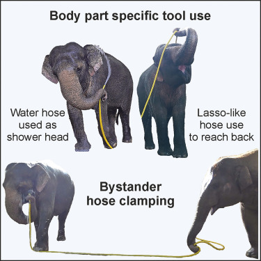eli_versace's tweet card. Urban et al. describe water-hose-tool-use behavior in Asian elephants. Elephants show sophisticated and elegant hose tool use, in particular in the context of showering. Observations also suggest...
