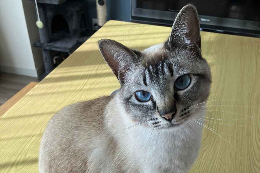 Nyanko_Pot's tweet card. 自由に行き来できるキャットドアを設置したところ、愛猫が思わぬ反応をしたという投稿が、X（ツイッター）で大きな話題になっています。透明なドアの向こうには「開けて～」と訴えるねこの姿が。その愛らしい一枚は、22万件を超える“いいね”を集めています。飼い主さんに詳しいお話を伺いました。