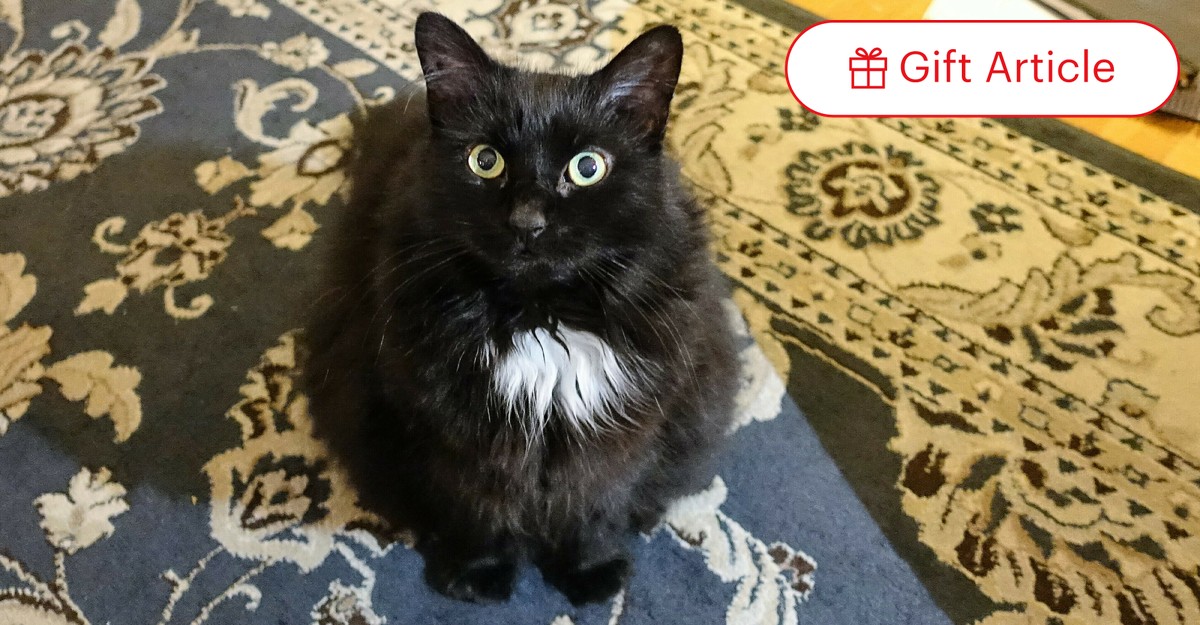 RadioFreeTom's tweet card. I will never owe another cat the debt that I owe her.