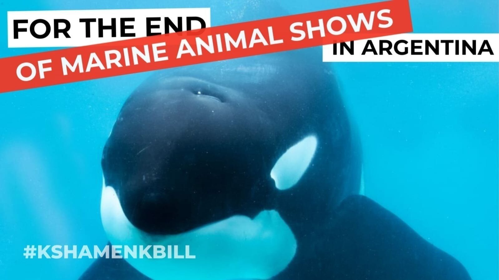 sohailien's tweet card. For the End of Wild Marine Animals Shows in Argentina