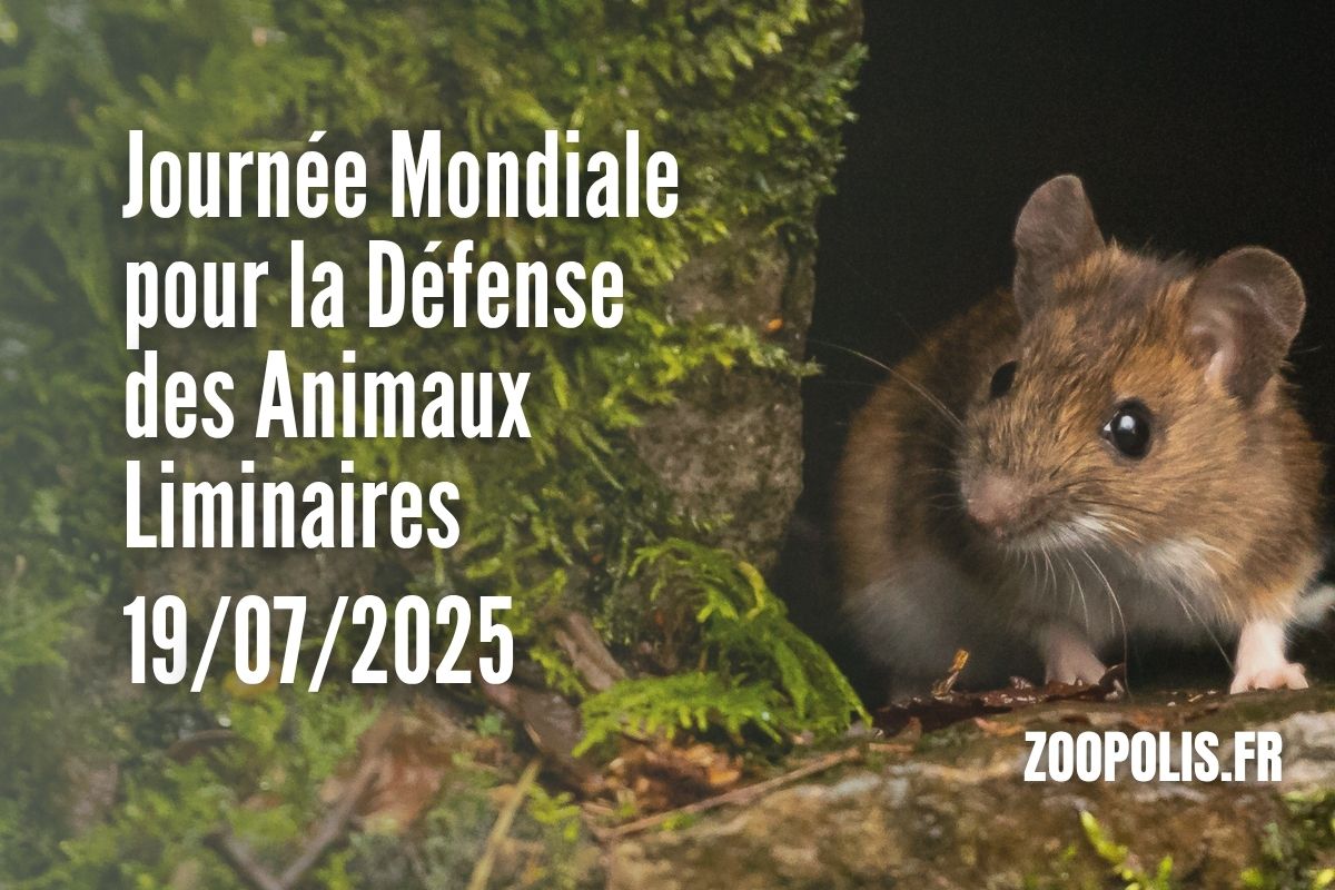 paz_zoopolis's tweet card. Les animaux liminaires, définis comme tous les animaux vivant en liberté dans l’espace urbain, font partie intégrante de notre quotidien. En raison des profondes modifications de leur habitat…