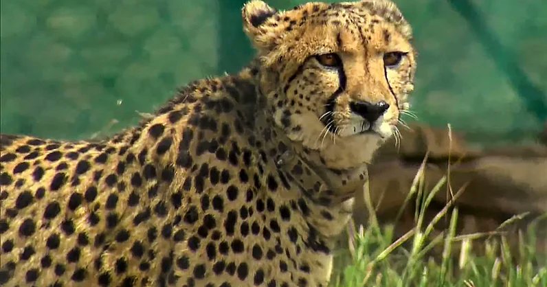 ArjunGswamy's tweet card. A statement said that veterinarians were alerted and a closer inspection revealed that the front half of the cheetah's body, including the head, was submerged in water.