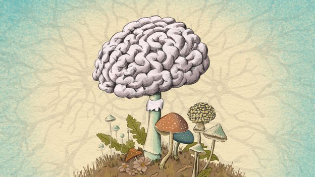 louiebfree's tweet card. The fungi within our bodies may have a much greater effect on our health than we've long given them credit for.