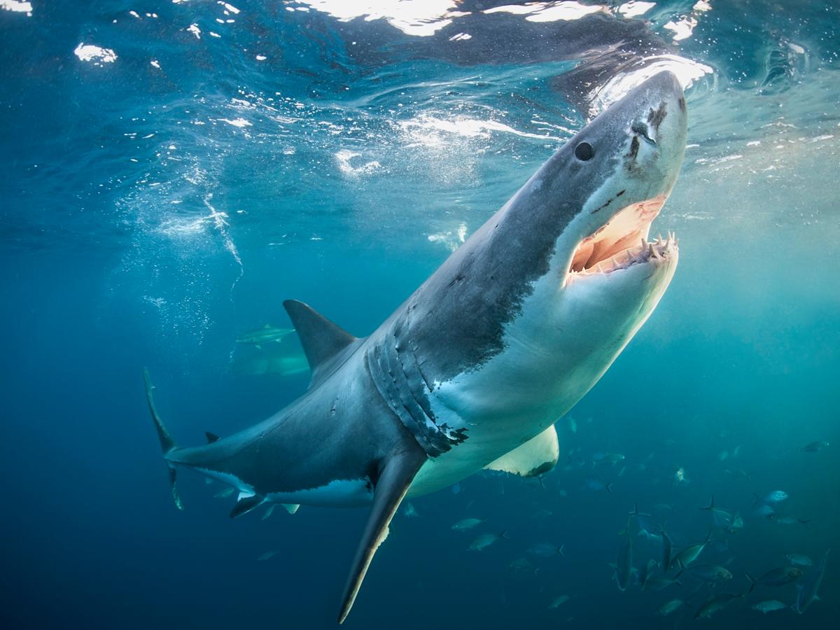 greenmagmedia's tweet card. Shark Week 2025: How to watch the annual summer series, full streaming schedule and more Danica CreahanJuly 20, 2025 at 3:33 AM Ready to dive into Shark Week? (Getty Images) (Alastair Pollock...