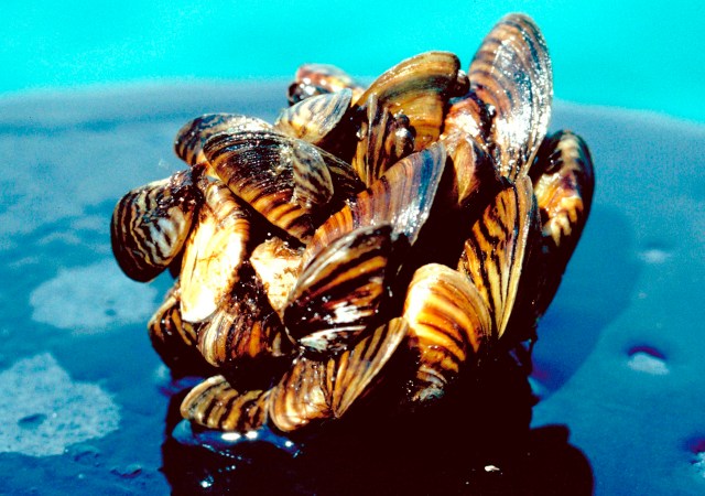 denverpost's tweet card. The Colorado River from Glenwood Springs to the Utah border is now considered positive for zebra mussels, an invasive species known to devastate ecosystems and clog critical infrastructure.